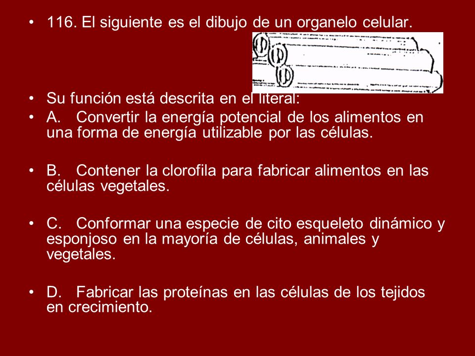 116. El siguiente es el dibujo de un organelo celular.
