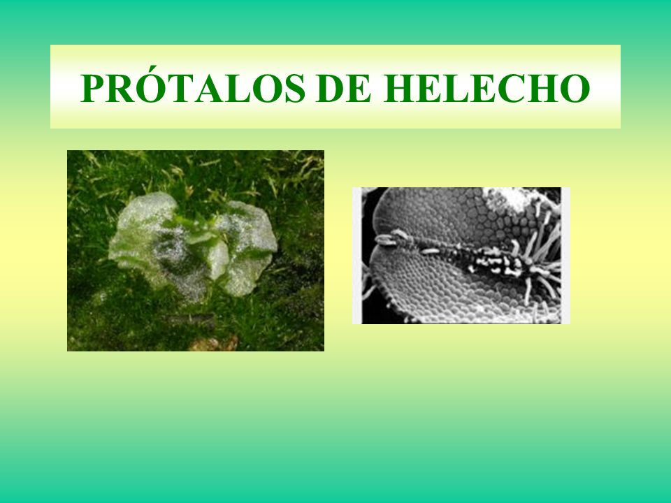PRÓTALOS DE HELECHO