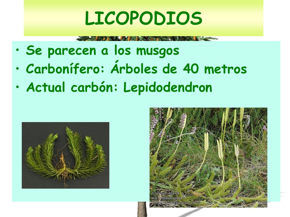 LICOPODIOS Se parecen a los musgos Carbonífero: Árboles de 40 metros