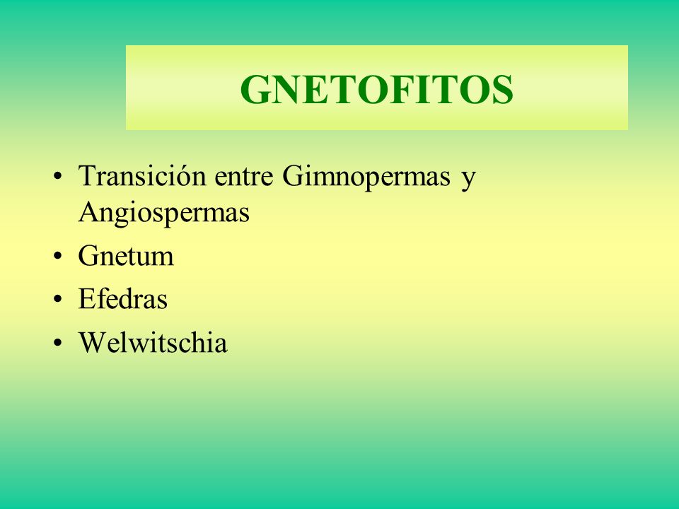 GNETOFITOS Transición entre Gimnopermas y Angiospermas Gnetum Efedras