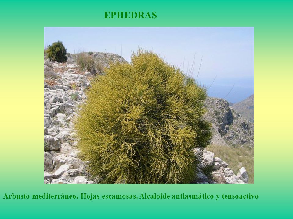 EPHEDRAS Arbusto mediterráneo. Hojas escamosas. Alcaloide antiasmático y tensoactivo