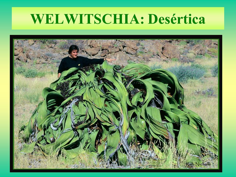 WELWITSCHIA: Desértica