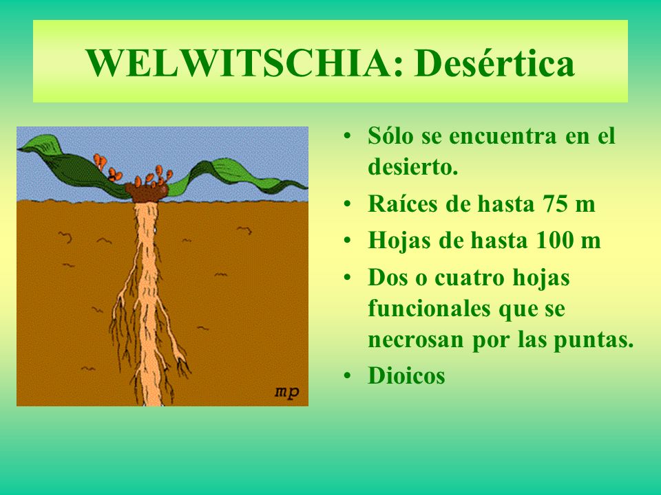 WELWITSCHIA: Desértica