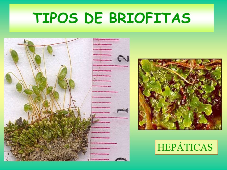 TIPOS DE BRIOFITAS HEPÁTICAS