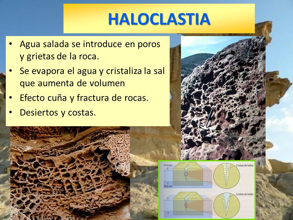 HALOCLASTIA Agua salada se introduce en poros y grietas de la roca.