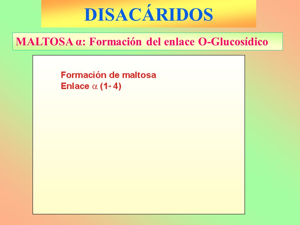 DISACÁRIDOS MALTOSA α: Formación del enlace O-Glucosídico