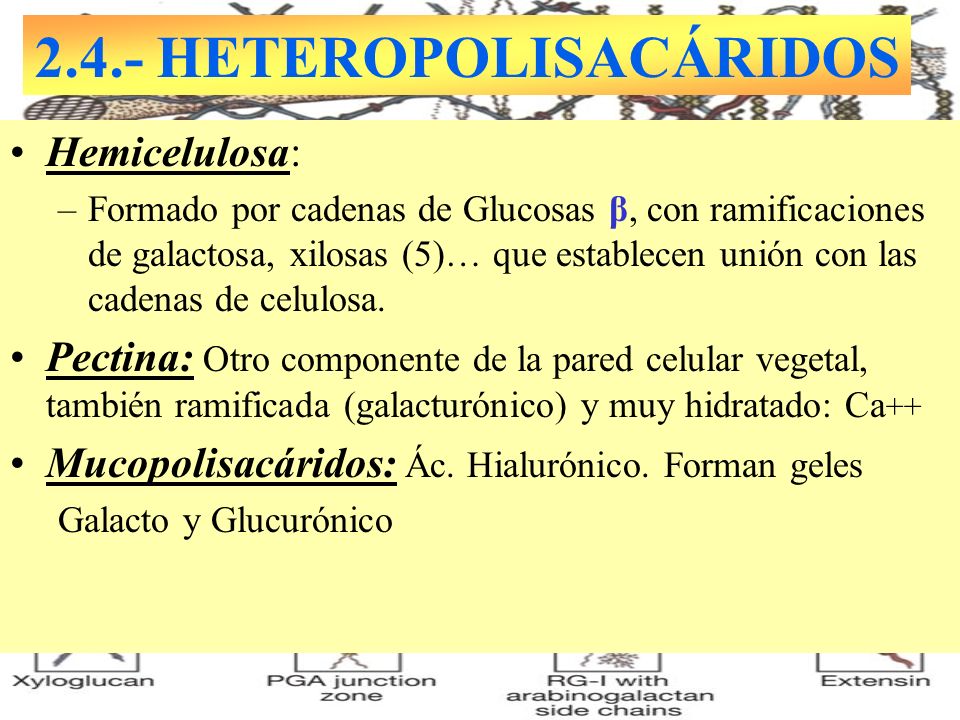2.4.- HETEROPOLISACÁRIDOS