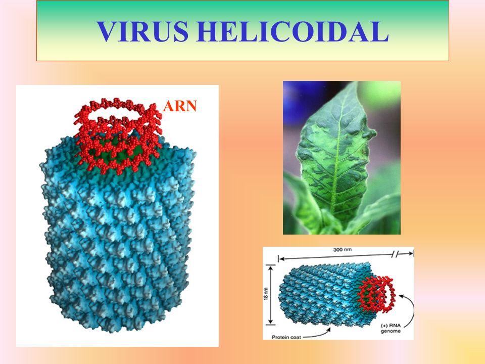 VIRUS HELICOIDAL ARN
