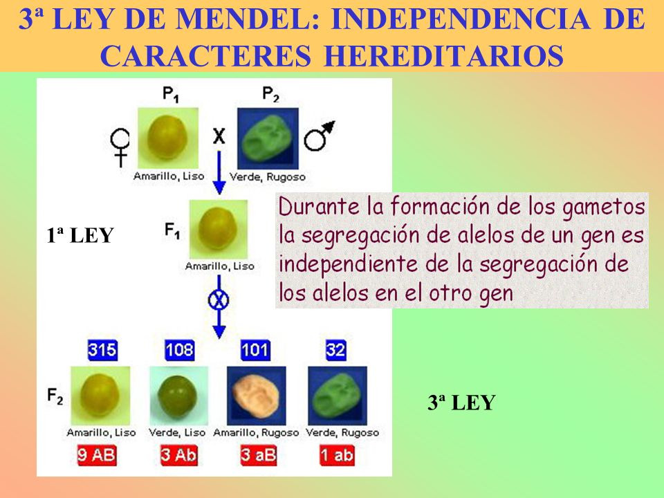 3ª LEY DE MENDEL: INDEPENDENCIA DE CARACTERES HEREDITARIOS