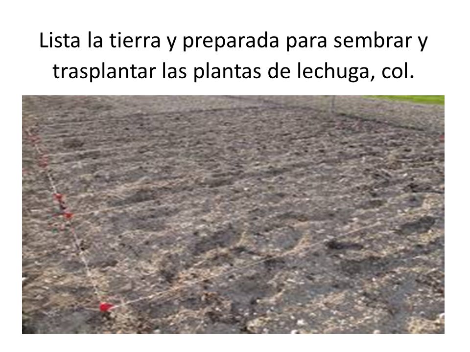 Lista la tierra y preparada para sembrar y trasplantar las plantas de lechuga, col.