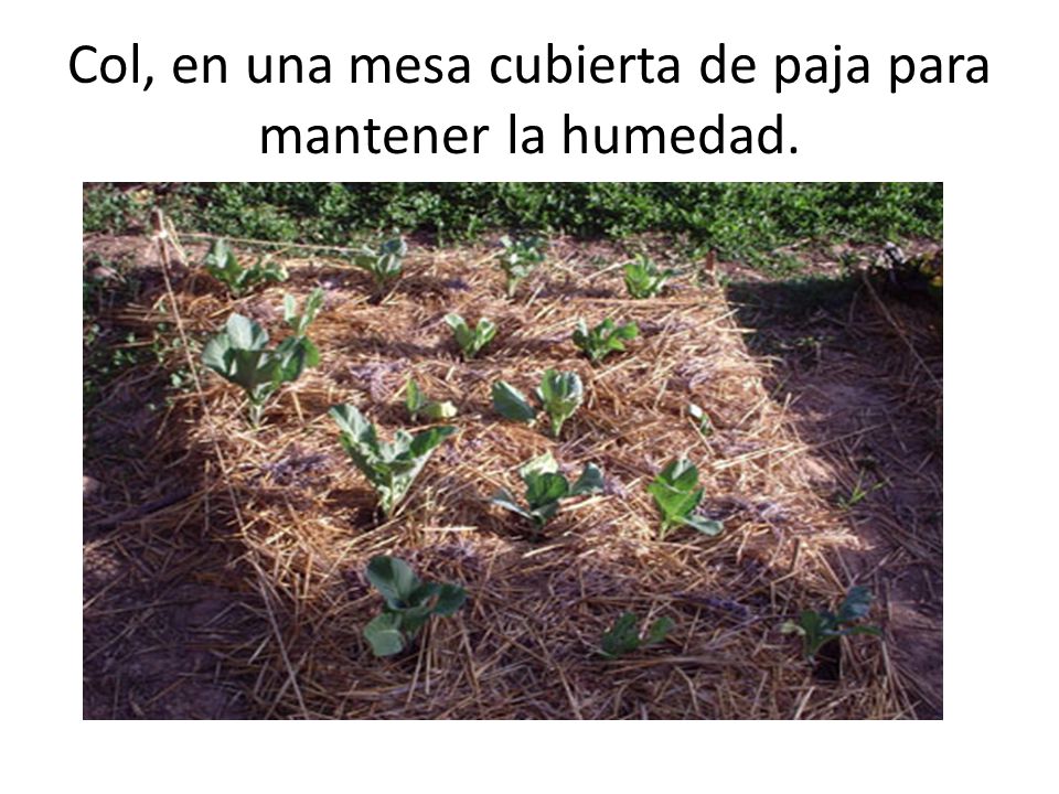 Col, en una mesa cubierta de paja para mantener la humedad.