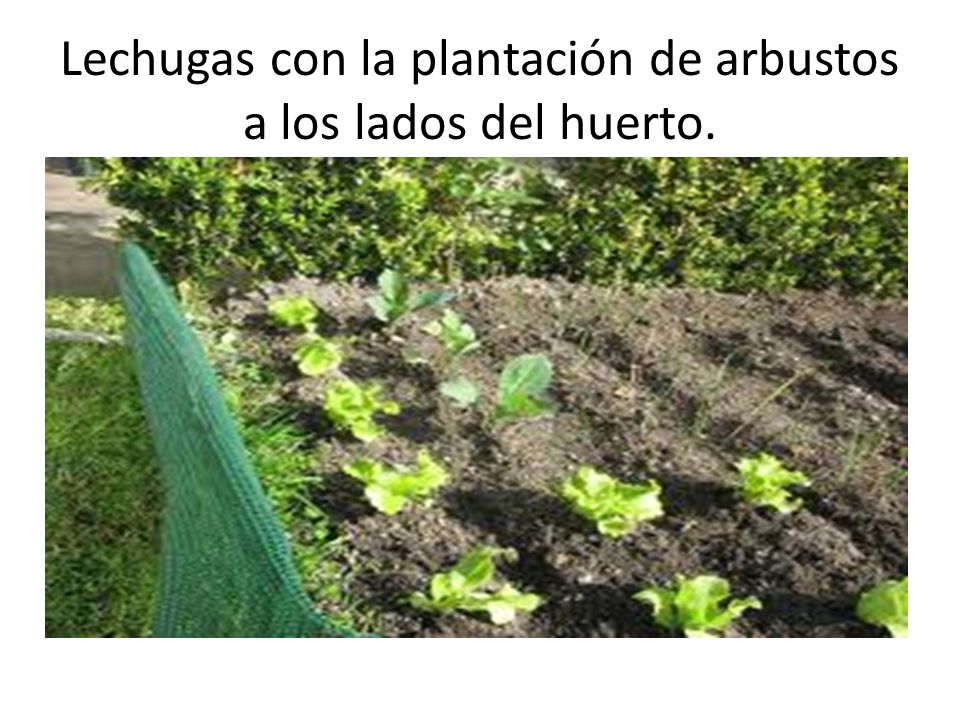 Lechugas con la plantación de arbustos a los lados del huerto.