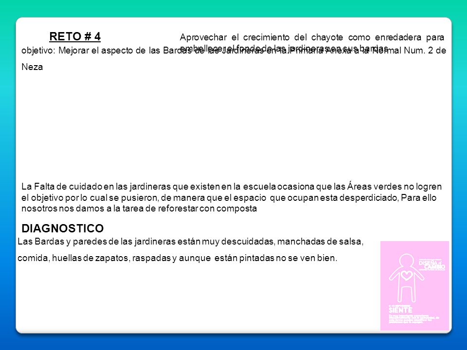 RETO # 4 Aprovechar el crecimiento del chayote como enredadera para embellecer el fondo de las jardineras en sus bardas.
