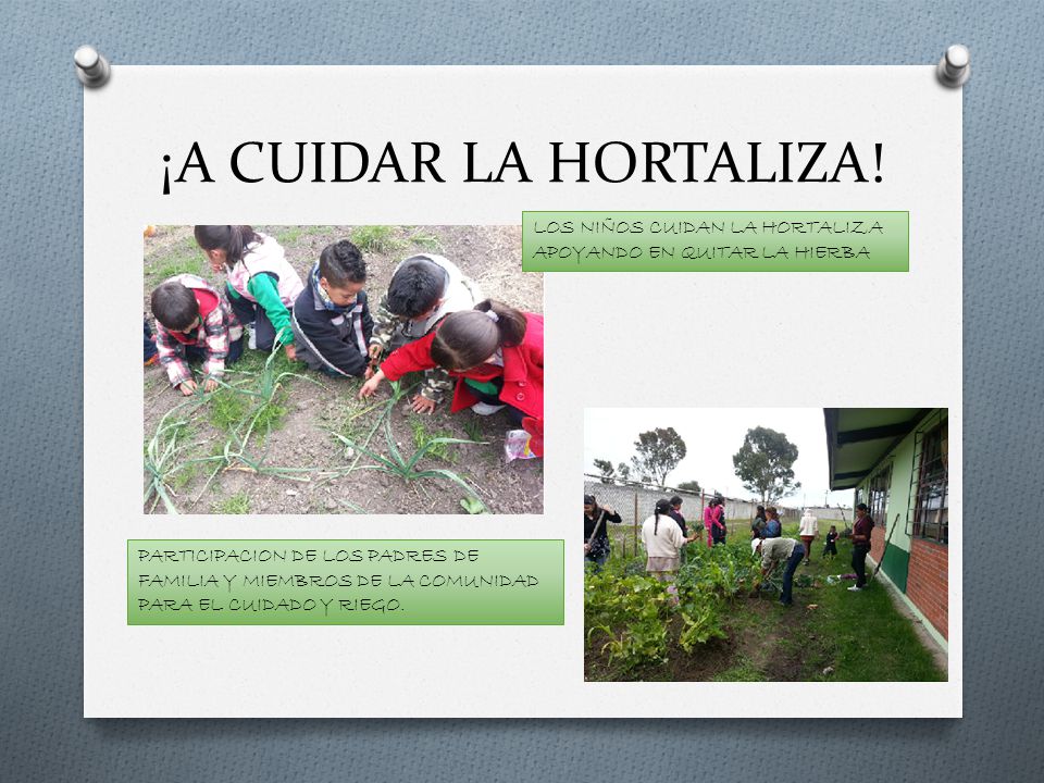 ¡A CUIDAR LA HORTALIZA! LOS NIÑOS CUIDAN LA HORTALIZA APOYANDO EN QUITAR LA HIERBA.