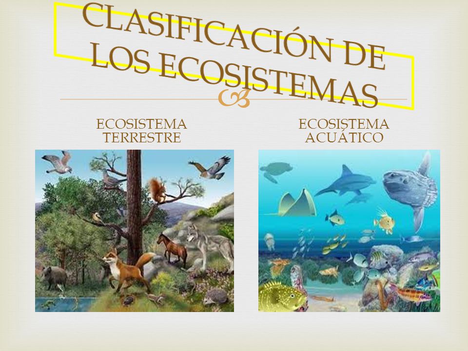 CLASIFICACIÓN DE LOS ECOSISTEMAS