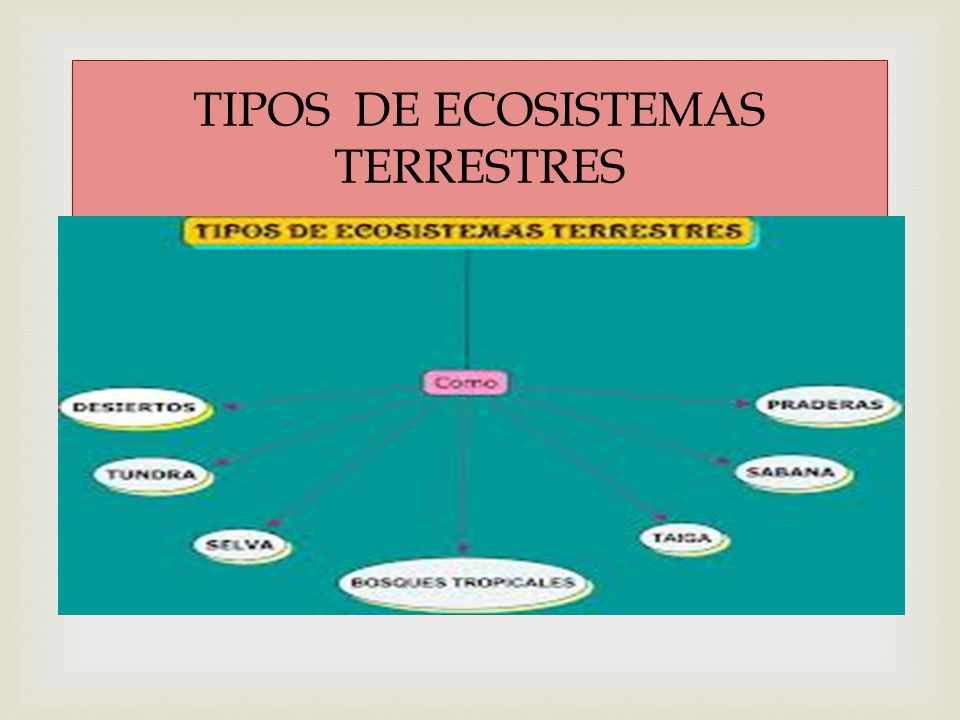 TIPOS DE ECOSISTEMAS TERRESTRES