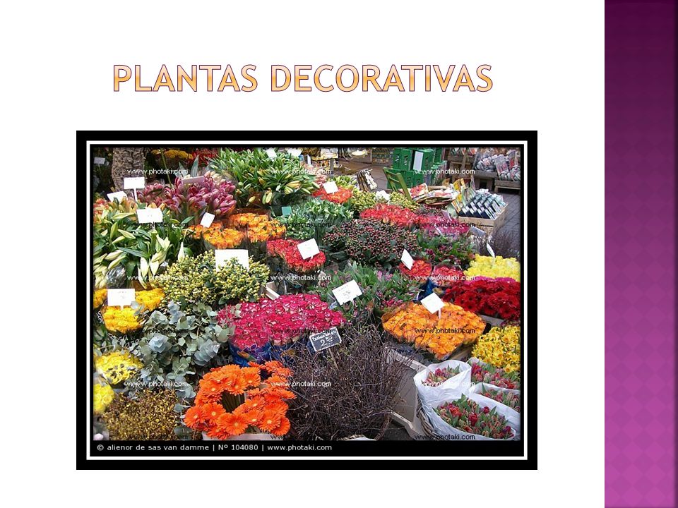 Plantas decorativas