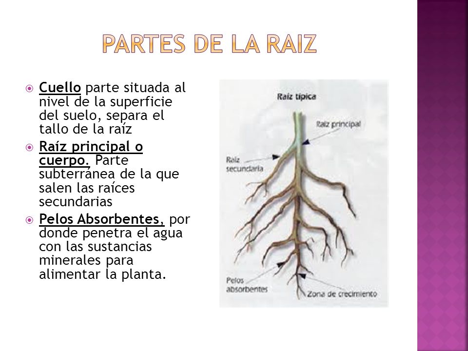 Partes de La raiz Cuello parte situada al nivel de la superficie del suelo, separa el tallo de la raíz.