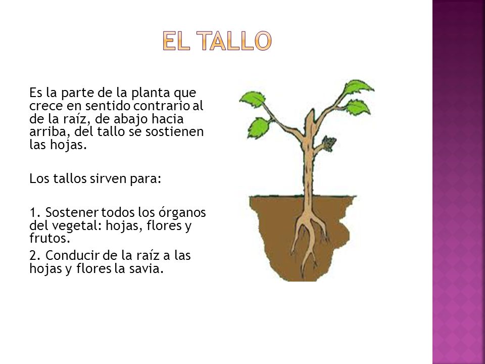 El tallo Es la parte de la planta que crece en sentido contrario al de la raíz, de abajo hacia arriba, del tallo se sostienen las hojas.