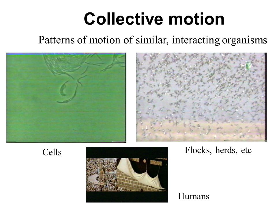 Collective motion Patterns of motion of similar, interacting organisms