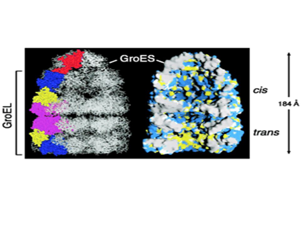 Elmsistema de chaperoninas GroEL/GroES consiste de vastas bolsas en las que un gran número de proteínas pueden unirse. La bolsa está constituída por el complejo GroEL, la cubierta de dicha bolsa la forma GroES. GroEL sufre cambios sustanciales de estructura, repetidos ciclos de hidrólisis de ATP así como movimientos contínuos de la tapa GroES, estos movimientos favorecen el plegamiento de las proteínas contenidas en el saco. Los mecanismos permanecen no resueltos.