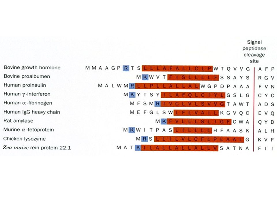 The N terminal sequences of some eukaryotic secretory preproteins