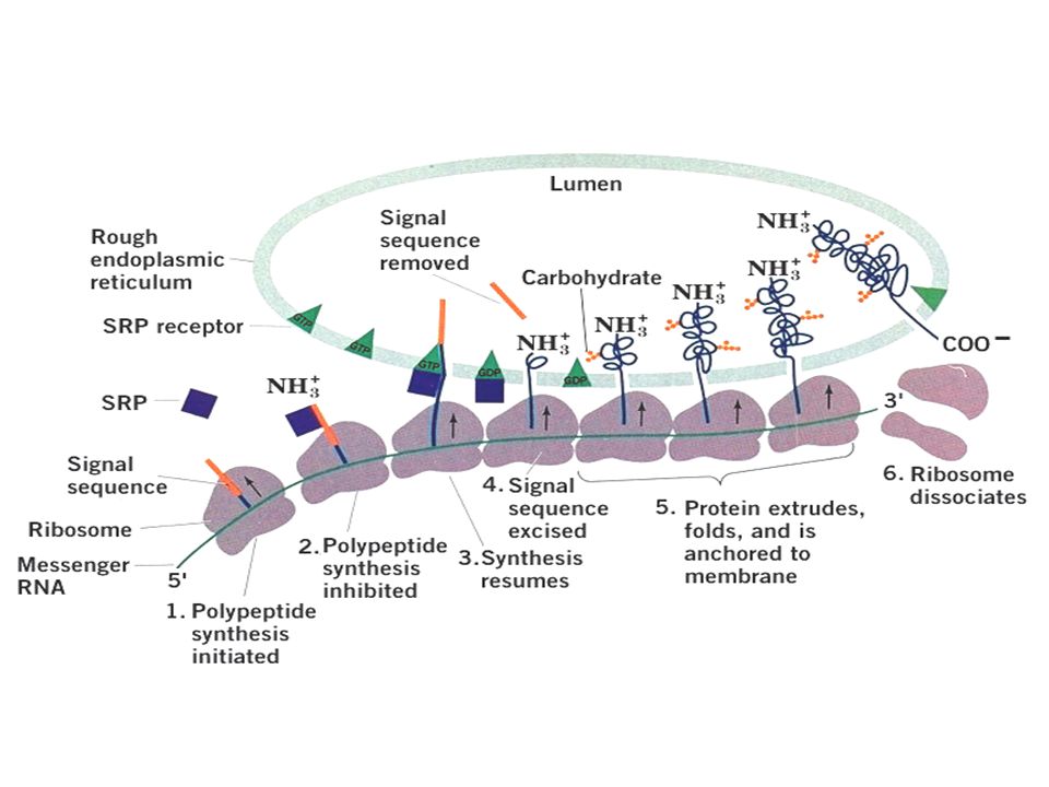 The ribosomal synthesis, membrane insertion and initial glycosylation of an integral membrane protein according to the signal hypothesis: 1) Protein synthesis is initiated at the N-terminus of the polypeptide, which consists of a 13- to 36-residue signal sequence.