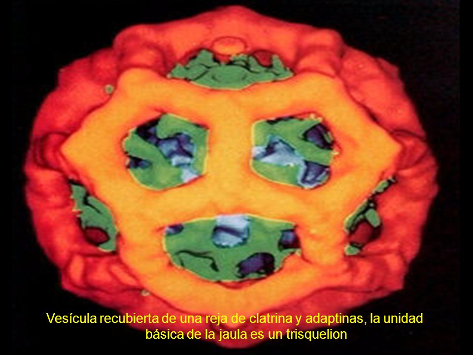 Its extraordinary structure enables the protein to polymerize in a two-dimensional network consisting of numerous hexagons. Strictly speaking forms the aggregate no plane but a bent surface with a convex and a concave side. It is an open question whether the tendency to bend has intramolecular or intermolecular causes. Important is especially the fact that such networks fit with their concave side tightly to membranes, for example to the inner surface of the plasmalemma. The growing network provides the mechanical force to pull the membrane into a bud. This bud is finally pinched off: a clathrin-coated vesicle has been formed.