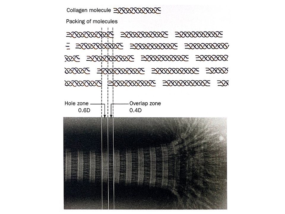 The banded appearance of collagen fibrils in the electron microscope arises from the schematically represented staggered arrangement of collagen molecules (above) that results in a periodically indented surface.