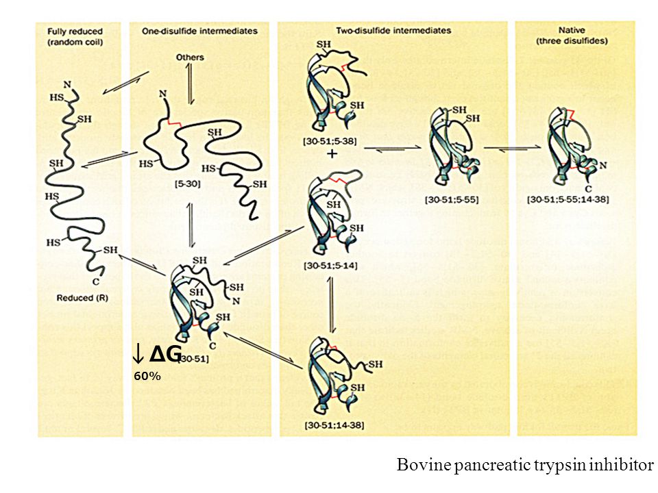 ↓ΔG Bovine pancreatic trypsin inhibitor