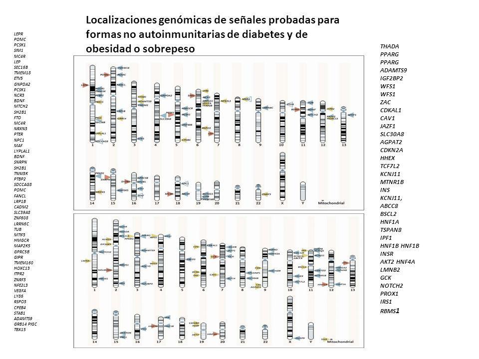 Localizaciones genómicas de señales probadas para formas no autoinmunitarias de diabetes y de obesidad o sobrepeso