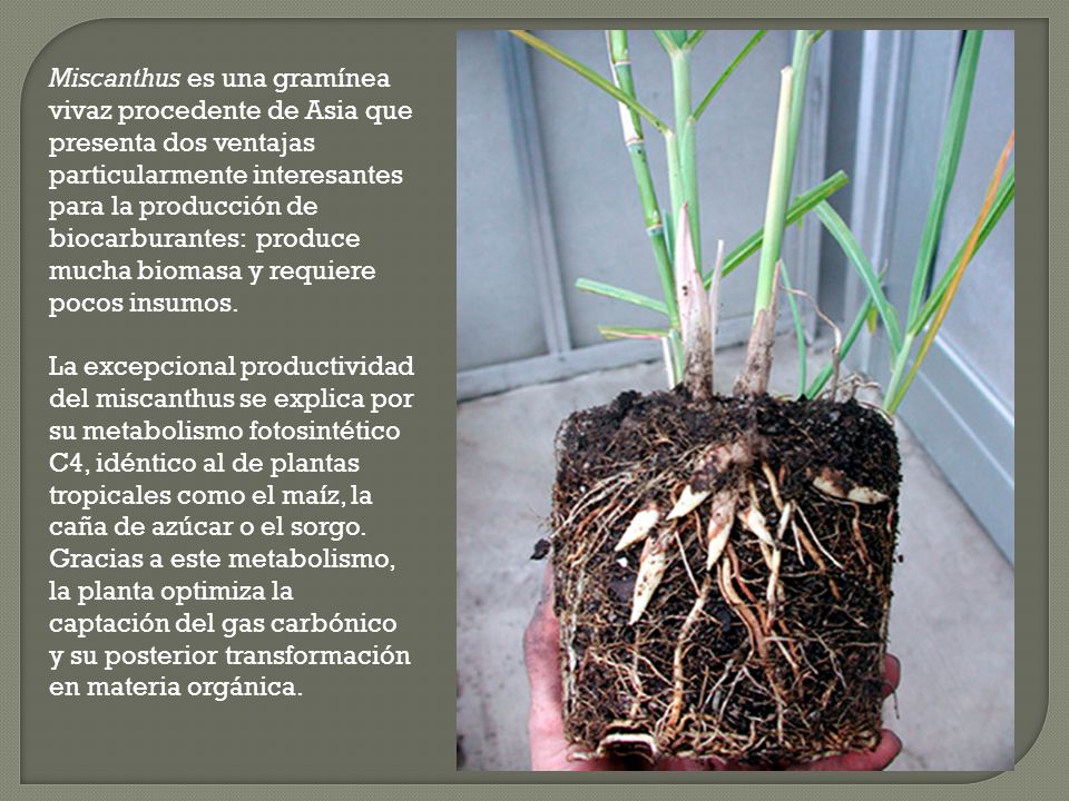 Miscanthus es una gramínea vivaz procedente de Asia que presenta dos ventajas particularmente interesantes para la producción de biocarburantes: produce mucha biomasa y requiere pocos insumos.