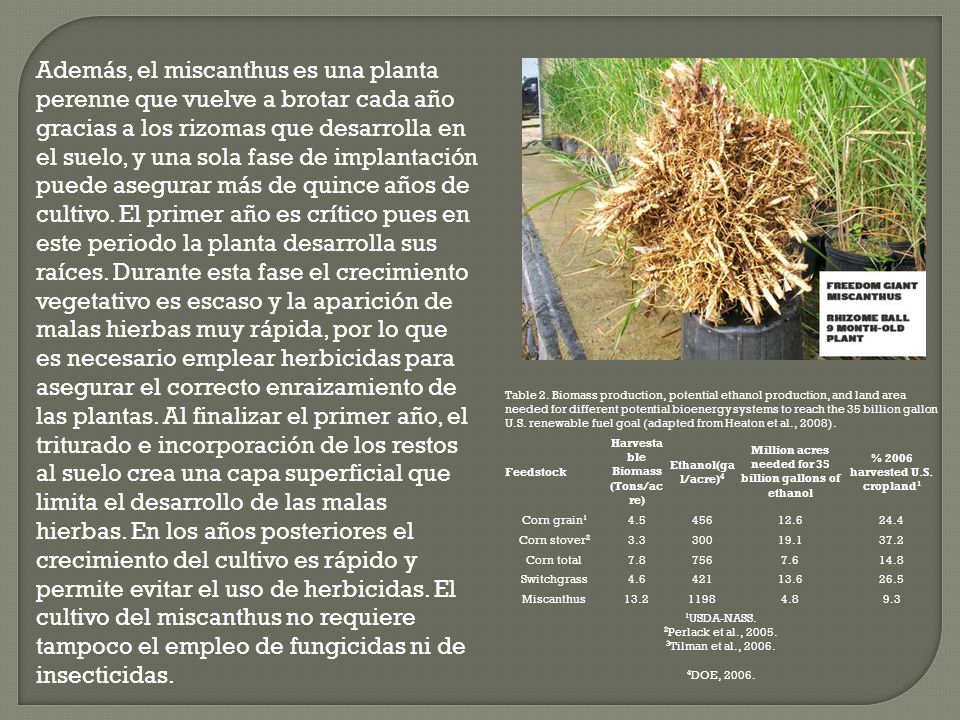 Además, el miscanthus es una planta perenne que vuelve a brotar cada año gracias a los rizomas que desarrolla en el suelo, y una sola fase de implantación puede asegurar más de quince años de cultivo. El primer año es crítico pues en este periodo la planta desarrolla sus raíces. Durante esta fase el crecimiento vegetativo es escaso y la aparición de malas hierbas muy rápida, por lo que es necesario emplear herbicidas para asegurar el correcto enraizamiento de las plantas. Al finalizar el primer año, el triturado e incorporación de los restos al suelo crea una capa superficial que limita el desarrollo de las malas hierbas. En los años posteriores el crecimiento del cultivo es rápido y permite evitar el uso de herbicidas. El cultivo del miscanthus no requiere tampoco el empleo de fungicidas ni de insecticidas.
