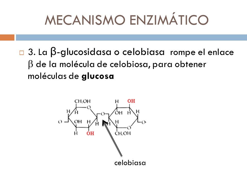 MECANISMO ENZIMÁTICO 3. La β-glucosidasa o celobiasa rompe el enlace b de la molécula de celobiosa, para obtener moléculas de glucosa.