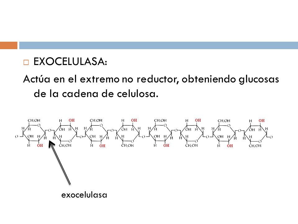 EXOCELULASA: Actúa en el extremo no reductor, obteniendo glucosas de la cadena de celulosa.