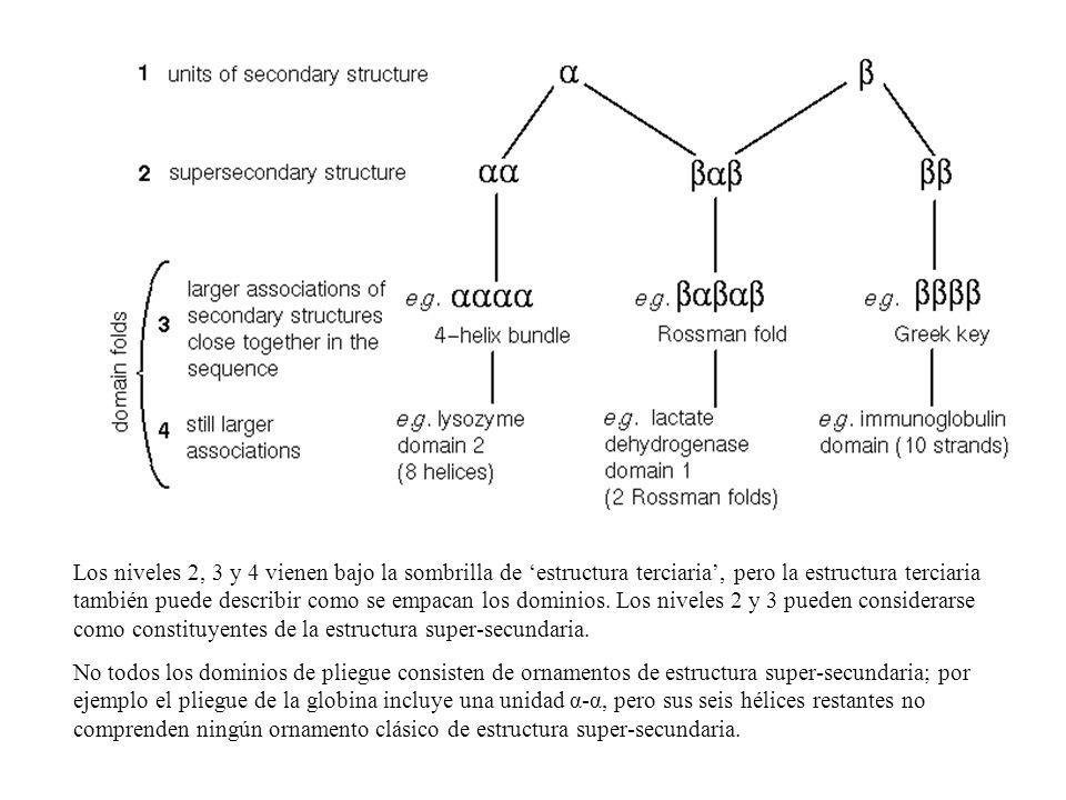 Los niveles 2, 3 y 4 vienen bajo la sombrilla de ‘estructura terciaria’, pero la estructura terciaria también puede describir como se empacan los dominios. Los niveles 2 y 3 pueden considerarse como constituyentes de la estructura super-secundaria.