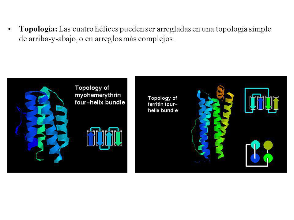 Topología: Las cuatro hélices pueden ser arregladas en una topología simple de arriba-y-abajo, o en arreglos más complejos.