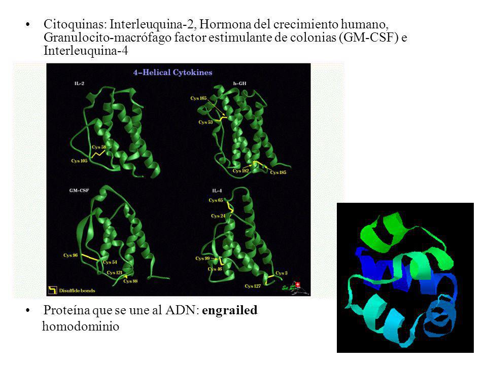 Citoquinas: Interleuquina-2, Hormona del crecimiento humano, Granulocito-macrófago factor estimulante de colonias (GM-CSF) e Interleuquina-4