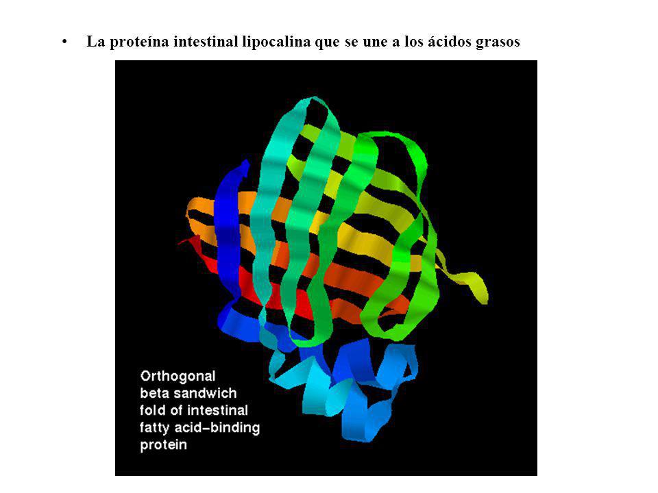La proteína intestinal lipocalina que se une a los ácidos grasos