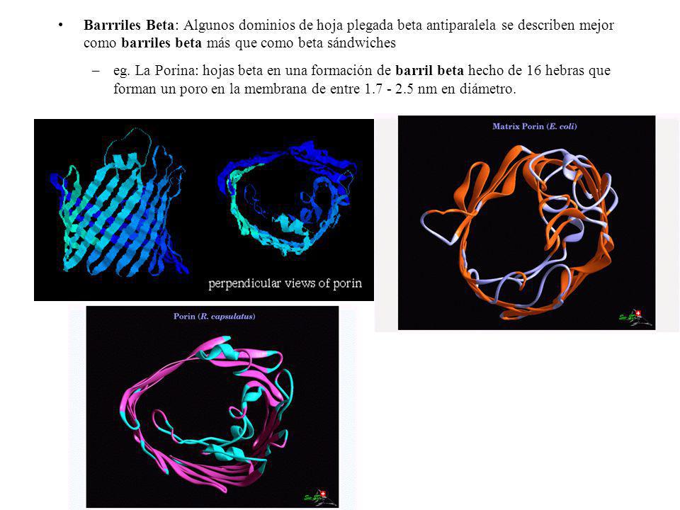 Barrriles Beta: Algunos dominios de hoja plegada beta antiparalela se describen mejor como barriles beta más que como beta sándwiches