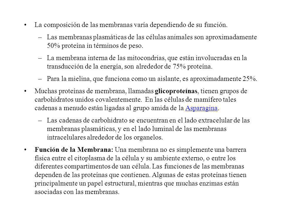 La composición de las membranas varía dependiendo de su función.