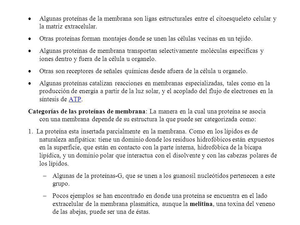 Algunas proteínas de la membrana son ligas estructurales entre el citoesqueleto celular y la matriz extracelular.