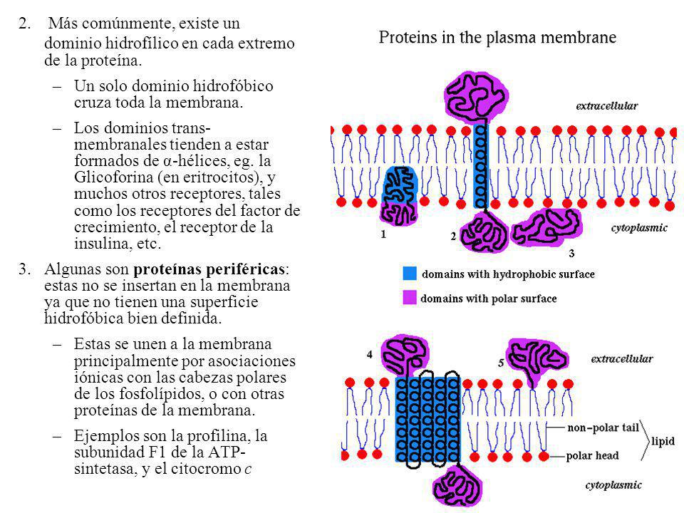 2. Más comúnmente, existe un dominio hidrofílico en cada extremo de la proteína.