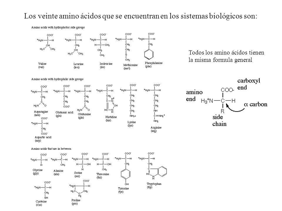 Los veinte amino ácidos que se encuentran en los sistemas biológicos son: