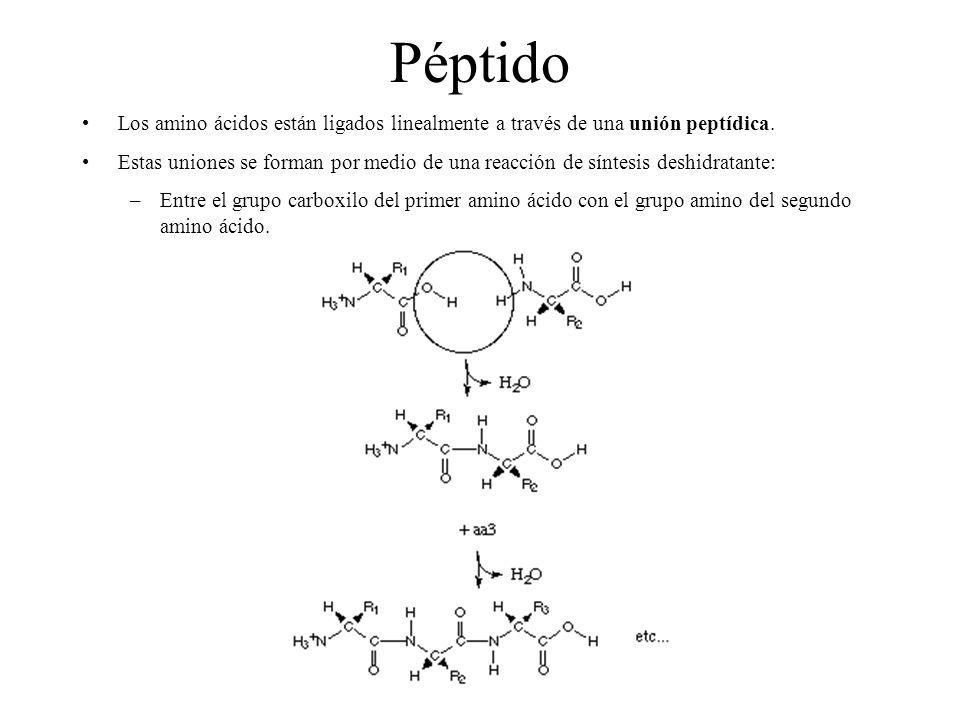 Péptido Los amino ácidos están ligados linealmente a través de una unión peptídica.
