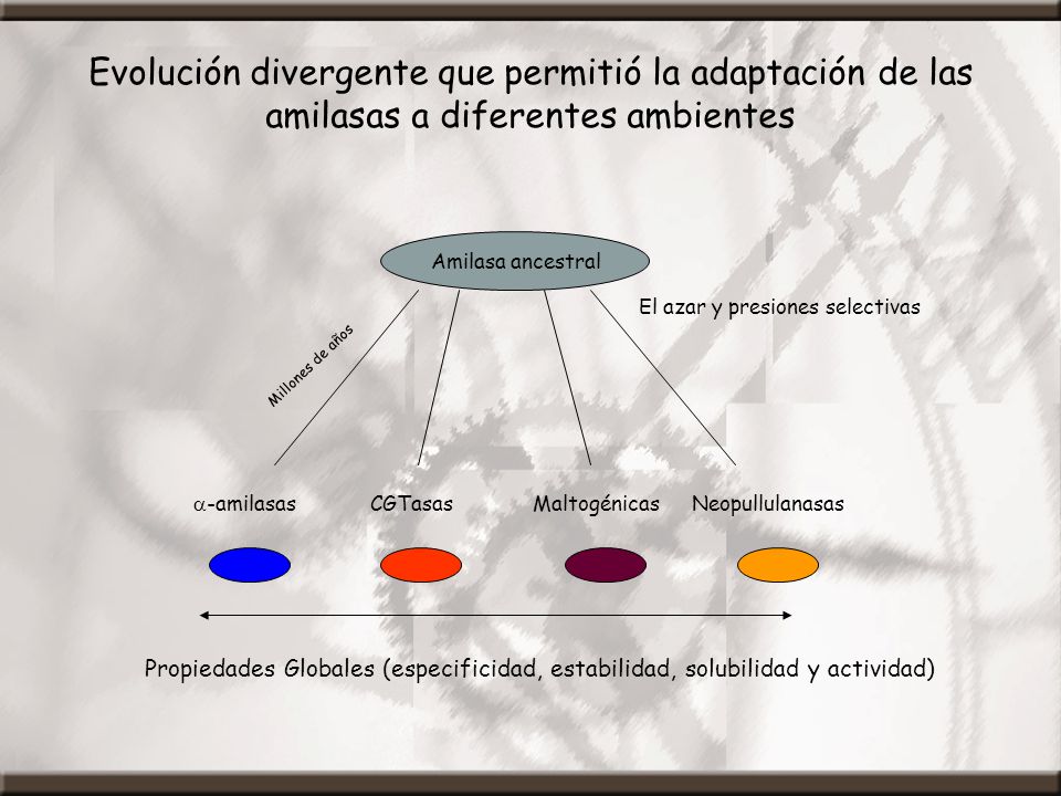 Evolución divergente que permitió la adaptación de las amilasas a diferentes ambientes