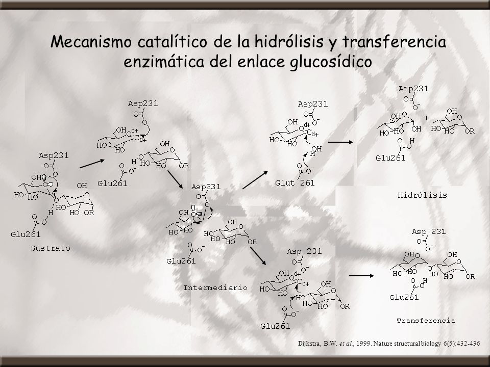Mecanismo catalítico de la hidrólisis y transferencia enzimática del enlace glucosídico