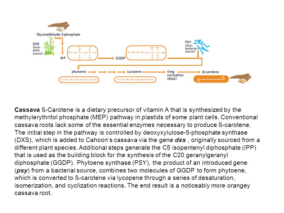 Cassava ß-Carotene is a dietary precursor of vitamin A that is synthesized by the methylerythritol phosphate (MEP) pathway in plastids of some plant cells.