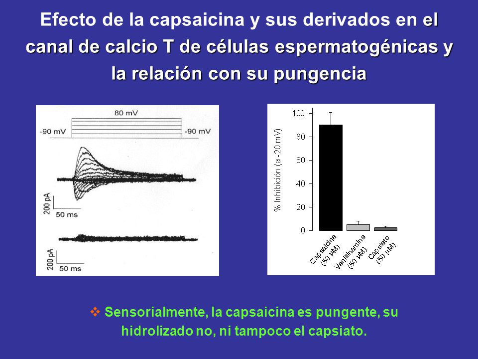 Efecto de la capsaicina y sus derivados en el canal de calcio T de células espermatogénicas y la relación con su pungencia