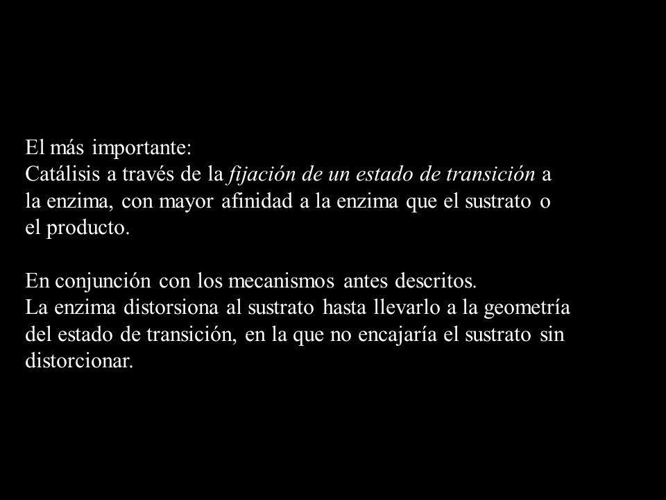 El más importante: Catálisis a través de la fijación de un estado de transición a. la enzima, con mayor afinidad a la enzima que el sustrato o.